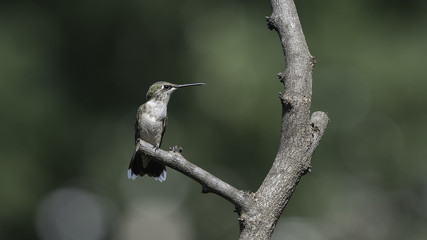 Fine Day on a Branch