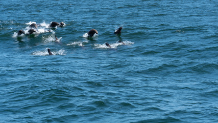 Multiple Sea Lions Swiming in Open Ocean
