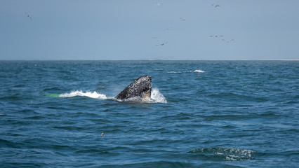 Large Whale Coming to the Surface to Eat