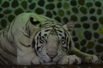 Caged tigers on display in Thailand