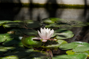 Lotus on the pond