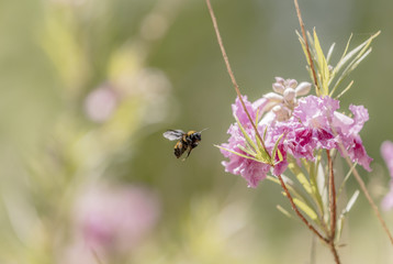 Bee flying toward a flower