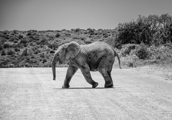 Baby Elephant Crossing Road