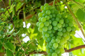 Close up of cluster of champagne grapes growing on a vine nestled in grape leaves, back-lit by sun, hanging from wood arbor
