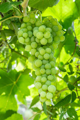 Cluster of champagne grapes growing on a vine nestled in grape leaves, back-lit by sun
