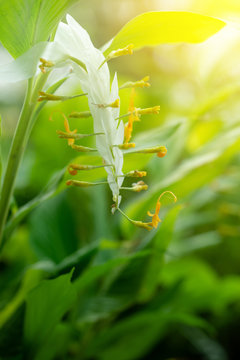 globba or white dragon flower (Globba winitii C.H. Wright) (Smithatris supraneanae W.J.Kress & K.Larsen)