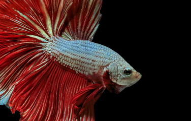 Fototapeta premium Siamese fighting fish, red fish, black background Betta splendens, Betta Fish, Halfmoon Betta.