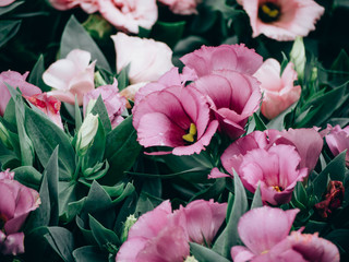 Close-Up of flowering Lisianthus or Eustoma plants in garden