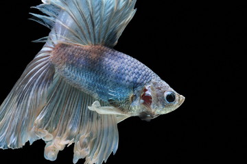 Fototapeta premium Siamese fighting fish fight blue fish, Betta splendens, Betta fish, Halfmoon Betta.