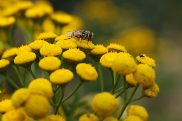 pszczoła i owady zbierające pyłek © katherine_gee