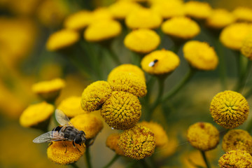 pszczoła i owady zbierające pyłek © katherine_gee