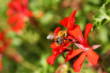 pszczoła i owady zbierające pyłek © katherine_gee