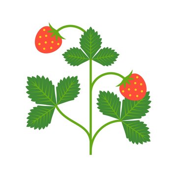 strawberry plant strawberries, flat design illustration