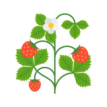 strawberry plant with flower, flat design illustration