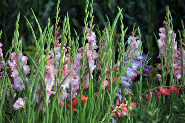 Blossom of colorful gladioluses