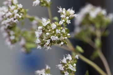 Oregano flowers (Origanum vulgare)