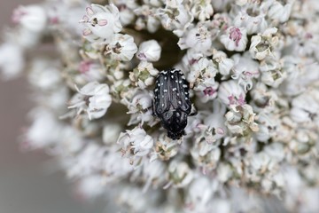 The flower chafer Oxythyrea funesta