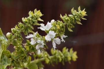 Basil flowers (Ocimum basilicum) with brown background