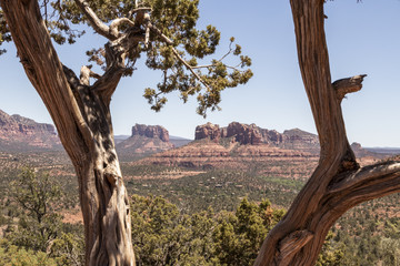 Desert landscape of Sedona mountain through a tree branch