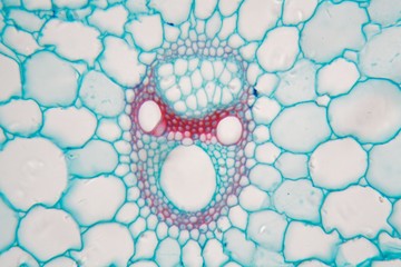 Microscope photo of  the stem of a rice plant.