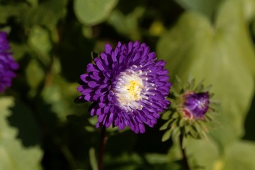 Obraz premium Summer aster (Callistephus chinensis)