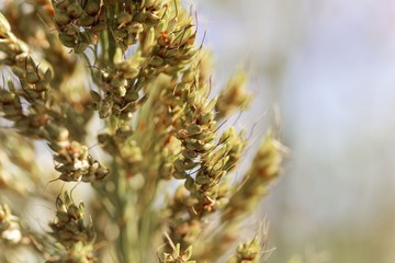Sorghum panicle (Sorghum dochna var. technicum)