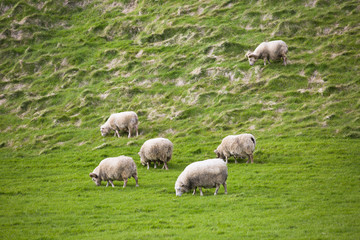 Sheep grazing in a field