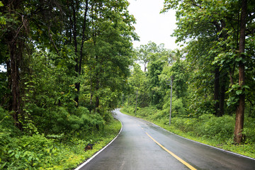 Foggy road in the forest ,Beautiful nature trail (Picture put grain)