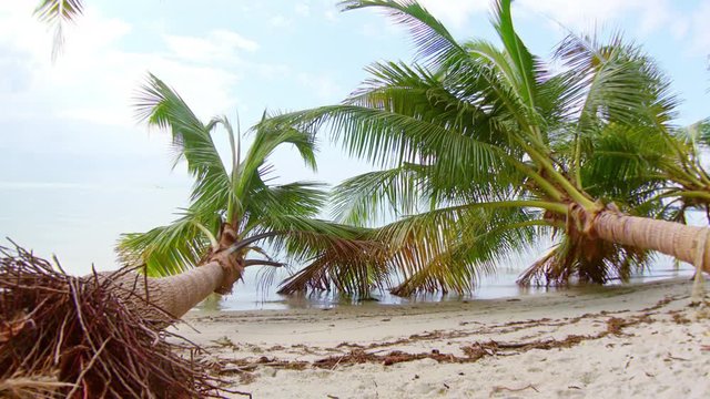 Beautiful scenery with coconut palm lying on sandy beach with leaves washed by sea. Magnificent seascape with fallen exotic tree on seashore against swashing water and horizon line on background.