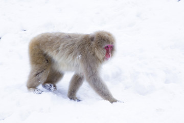 Snow monkeys in Nagano,Japan