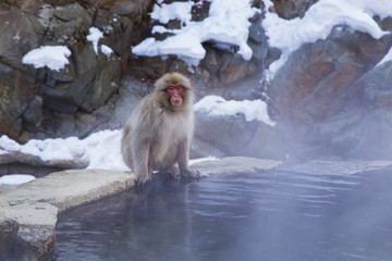 Snow monkeys in Nagano,Japan