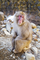 Snow monkeys in Nagano,Japan