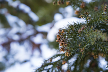 Male flowers of cedar