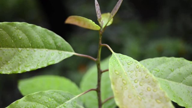fresh green avocado plant leaves just after rain, vertical tracking