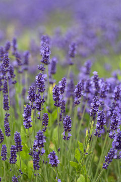 Lavender flowers blooming in the garden, beautiful lavender field. © mychadre77