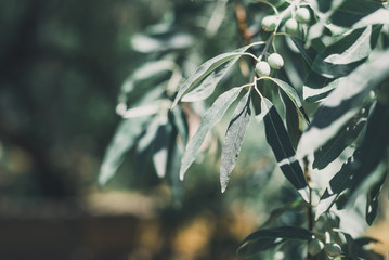 Branch of olive tree