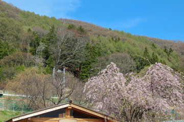 Fototapeta na wymiar 里山の風景,桜
