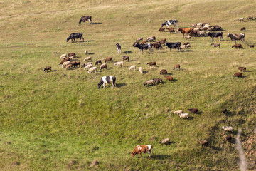 Fototapeta na wymiar grazing herd of cows and sheep
