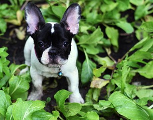 french bulldog puppy dog playing 