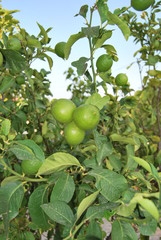 Lemons growing on tree