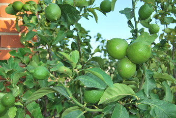 Lemons growing on tree