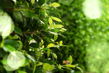 Fototapeta na wymiar green leaves green bokeh background in sunny day