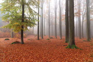 Beech forest in autumn