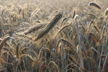Dew drops on a ear of barley in a field