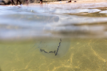 Large sea jellyfish