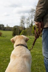 The Yellow Labrador Sits next to the Owner. The dog is trained and in the leash.