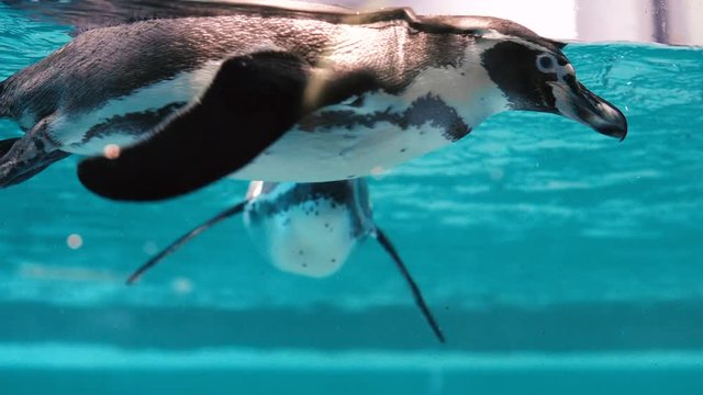 Humboldt penguins (Spheniscus humboldti) swim in blue water in the zoo pond.