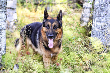 Dog German Shepherd in a forest in autumn