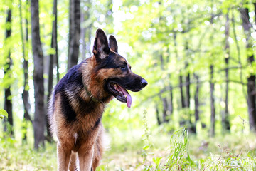 Dog German Shepherd in a forest in autumn