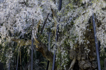 坪井のしだれ桜